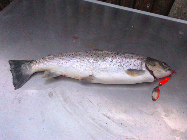 Brems sea trout 47 cm, 1.25 kg, condition factor 1.2
