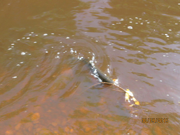 Chokoladebrunt og grumset vand i Stensn september 2015
