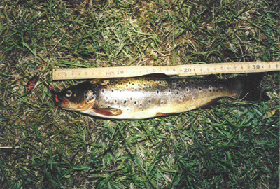 Flemming's sea trout 31 cm and 500 g