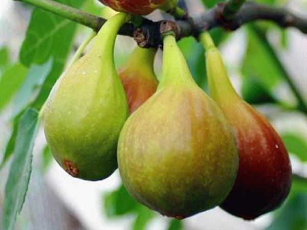 Nice, fresh figs on the tree. Will soon be ready to plug