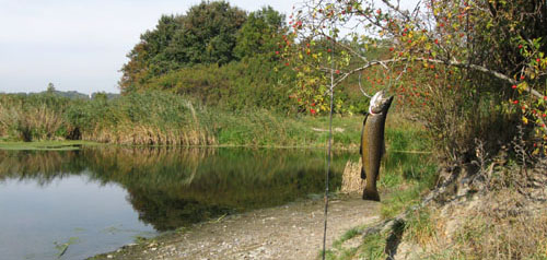 Seatrout 2.2 kg and 58 cm