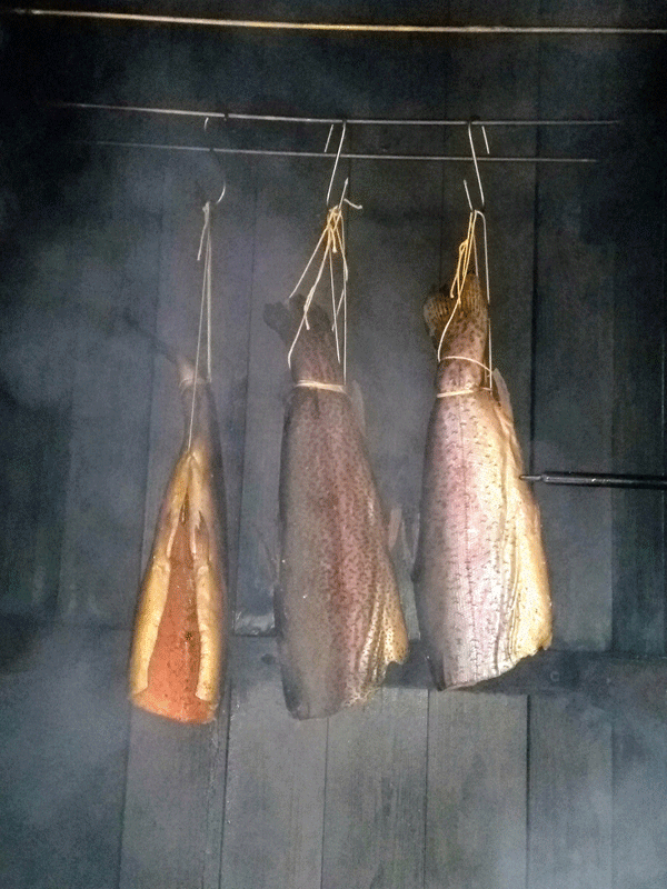 Rainbow trout freshly caught and hot smoked