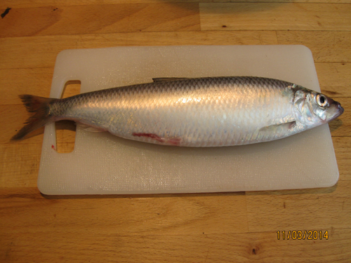 A great harvest herring at 260 g and 30 cm caught in Køge Bay