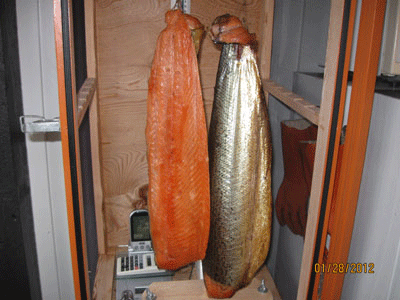 Here is a 3 kg cold smoked rainbow trout on a cold winter day