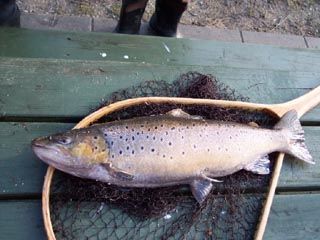 Trout caught at Prambroen