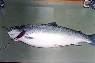 6 kg silvery sea trout from Køge Bay