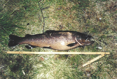 Tina's sea trout 61 cm and 2.8 kg