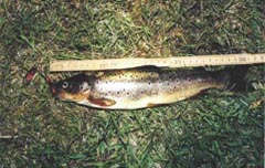 Flemming's lake trout of 31 cm and 500 g