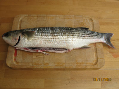 Mullet 1.75 kg and 52 cm in a salt crust for the smoke oven