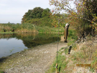 Trout caught at the lock and Prambroen