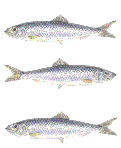 The good harvest herring