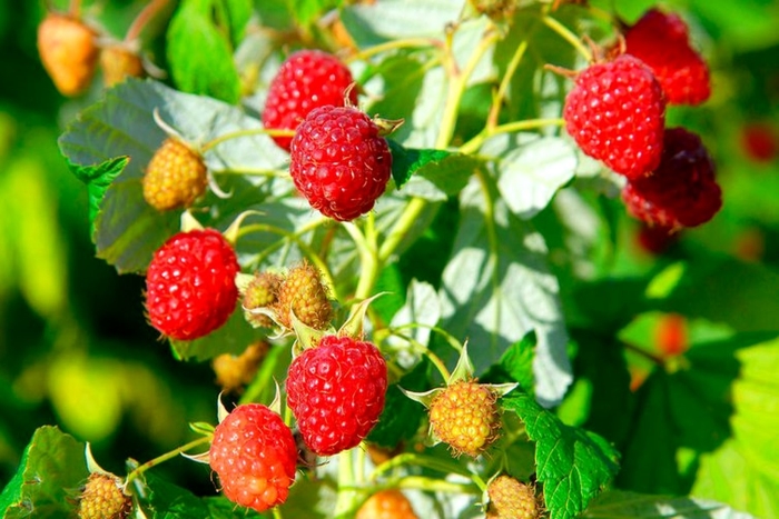 Modne og friske hindbr til en Schnaps aux Framboises