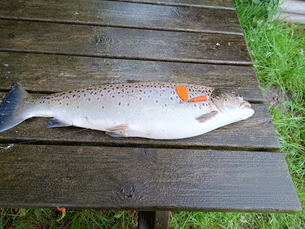 Here is my sea trout of 58 cm - 2.35 kg with a condition factor of 1,204