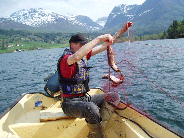 Rakefisk en Norsk specialitet lavet på ørreder,
fra Haukedalen Fiskeferie på Vestlandet hos Terje