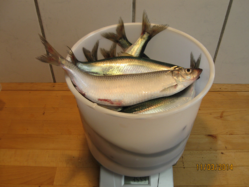20 harvest herring ready for cleaning and salting after the head is cut off