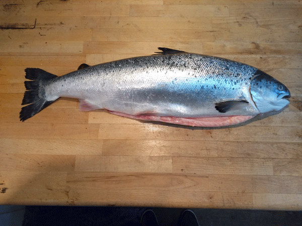 A Norwegian salmon weighing 4 kg has now been cleaned and some will be used for ceviche